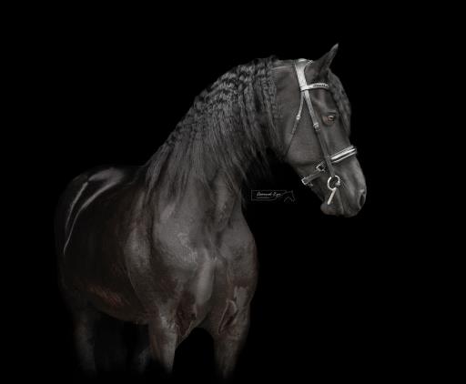 Dramatic portrait of a black stallion against a dark backdrop, emphasizing its glossy coat, strong profile, and regal presence.