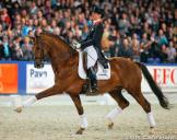 stallion photo