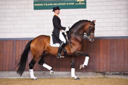 stallion photo