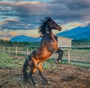 mares photo