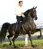 stallion photo