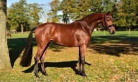Calm and graceful mare standing in a paddock with her head slightly turned and tail gently flowing.