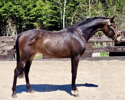 mares photo