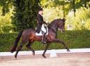 stallion photo