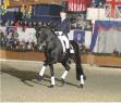 stallion photo