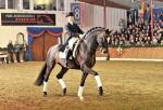 stallion photo