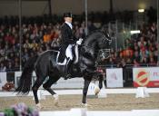 stallion photo