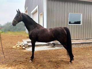 mares photo
