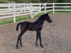 Young black foal standing alert in a grassy pasture, showing soft features and a velvety coat.