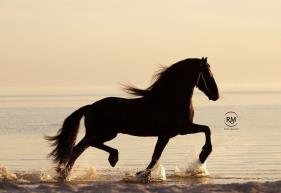 stallion photo